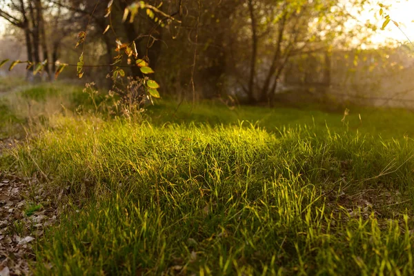 Zachód Słońca Wieczorem Charakter Zielona Trawa Gałązki Roślin Drzewo Jest — Zdjęcie stockowe