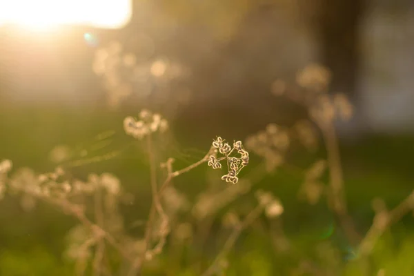 緑の草 植物の小枝 ツリー 春です 自然の中の植物 夕暮れ時の植物 — ストック写真