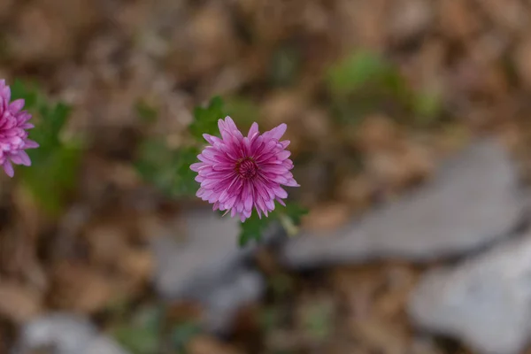 Petites Fleurs Roses Sur Fond Feuillage Jaune Les Fleurs Dans — Photo