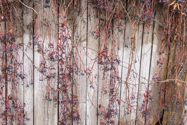 Dry climbing plant. Wooden fence. Dry plant loach. Dry twigs of the plant. Loach.