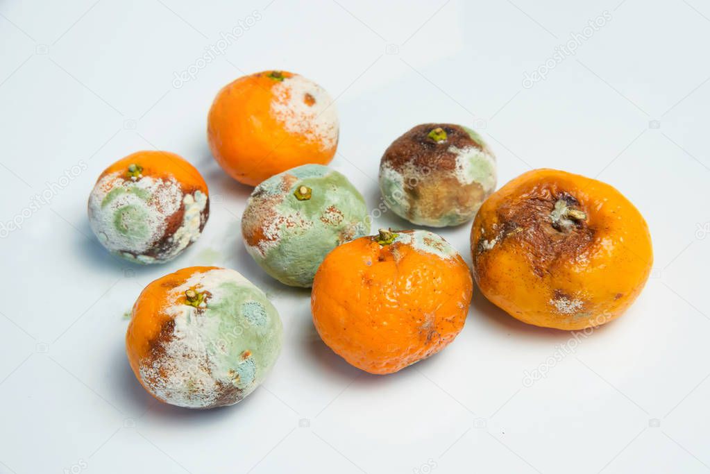 Tangerines with mold. Aspergillus. Penicillium. Ascomycetes. Spoiled tangerines. Bacteria. Mold on products. Fungi. The spread of fungi. Mold on citrus. Harm from mold fungi.