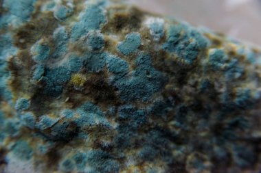 Pita ekmeği ile kalıp. Bozulmuş yemekler. Ürünlerde küf. Küf mantarı. Aspergillus. Penicillium. Mantar yayılmasını. Kalıp plak. Küf mantar zarar.