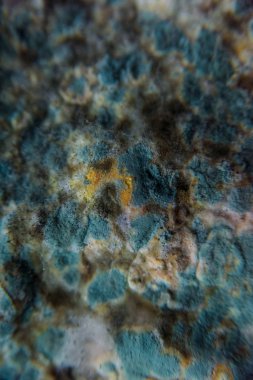 Pita ekmeği ile kalıp. Bozulmuş yemekler. Ürünlerde küf. Küf mantarı. Aspergillus. Penicillium. Mantar yayılmasını. Kalıp plak. Küf mantar zarar.