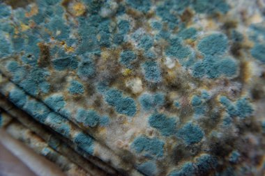 Pita ekmeği ile kalıp. Bozulmuş yemekler. Ürünlerde küf. Küf mantarı. Aspergillus. Penicillium. Mantar yayılmasını. Kalıp plak. Küf mantar zarar.