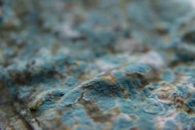 Pita ekmeği ile kalıp. Bozulmuş yemekler. Ürünlerde küf. Küf mantarı. Aspergillus. Penicillium. Mantar yayılmasını. Kalıp plak. Küf mantar zarar.