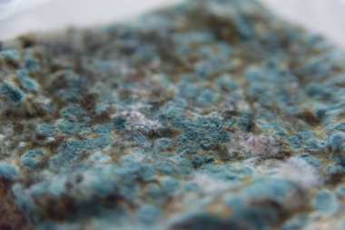 Pita ekmeği ile kalıp. Bozulmuş yemekler. Ürünlerde küf. Küf mantarı. Aspergillus. Penicillium. Mantar yayılmasını. Kalıp plak. Küf mantar zarar.