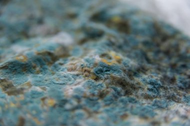 Pita ekmeği ile kalıp. Bozulmuş yemekler. Ürünlerde küf. Küf mantarı. Aspergillus. Penicillium. Mantar yayılmasını. Kalıp plak. Küf mantar zarar.