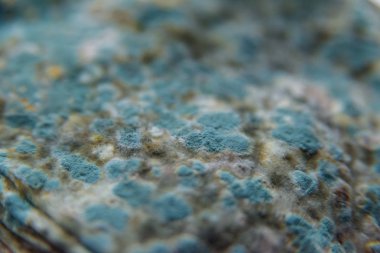 Pita ekmeği ile kalıp. Bozulmuş yemekler. Ürünlerde küf. Küf mantarı. Aspergillus. Penicillium. Mantar yayılmasını. Kalıp plak. Küf mantar zarar.