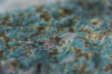 Pita ekmeği ile kalıp. Bozulmuş yemekler. Ürünlerde küf. Küf mantarı. Aspergillus. Penicillium. Mantar yayılmasını. Kalıp plak. Küf mantar zarar.