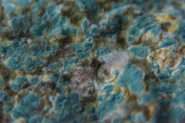 Pita ekmeği ile kalıp. Bozulmuş yemekler. Ürünlerde küf. Küf mantarı. Aspergillus. Penicillium. Mantar yayılmasını. Kalıp plak. Küf mantar zarar.