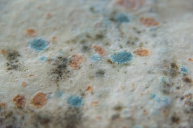 Pita ekmeği ile kalıp. Bozulmuş yemekler. Ürünlerde küf. Küf mantarı. Aspergillus. Penicillium. Mantar yayılmasını. Kalıp plak. Küf mantar zarar.