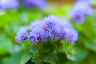 Çiçekler ve bitkiler bahçede. Çiçekli beyaz ve mor. Ageratum. Doğada bitki örtüsü. Yeşil yaprak. Makro modu. Kabarık çiçek.