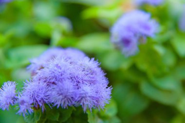 Çiçekler ve bitkiler bahçede. Çiçekli beyaz ve mor. Ageratum. Doğada bitki örtüsü. Yeşil yaprak. Makro modu. Kabarık çiçek.
