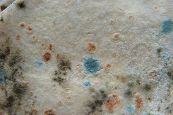 Pita bread with mold. Spoiled food. Mold on products. Mold fungus. Aspergillus. Penicillium. The spread of the fungus. Mold plaque. Harm from mold fungi.