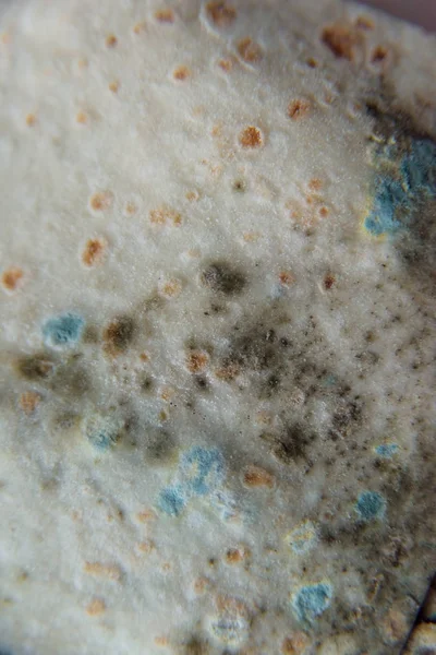 Pita bread with mold. Spoiled food. Mold on products. Mold fungus. Aspergillus. Penicillium. The spread of the fungus. Mold plaque. Harm from mold fungi.