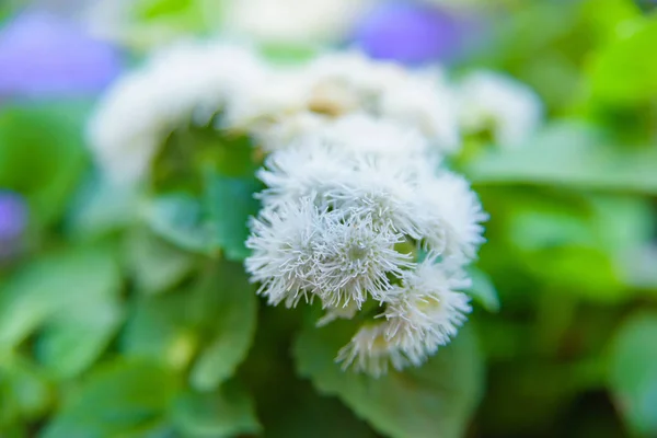 Virágok Növények Kertben Virágos Fehér Lila Ageratum Növényzet Természetben Zöld — Stock Fotó