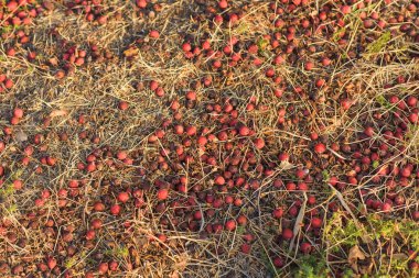 Kuşburnu meyveleri yere vardır. Doğa. Dogrose. Kuru dallar ve yapraklar. Olgun meyveleri vahşi gül. Yeşil çimen.