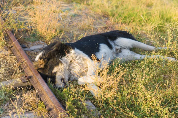 Alte Eisenschienen Hund Schwarz Weiße Farbe Auf Dem Gras Liegend — Stockfoto