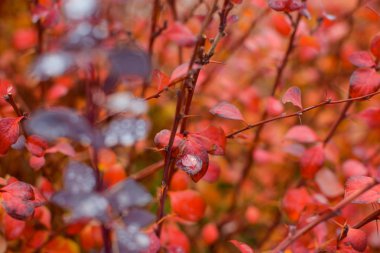 Yağmurdan sonra çiçek açan güller. Büyük gül tomurcukları. Bitkinin yaprakları doku. Yaprakları üzerinde yağmur damlaları. Bitkiler doğada. Çalılar gül ile.