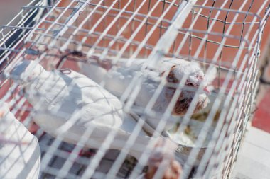 Beyaz güvercinler bir kafeste. Kuşlar. Metal kafes hayvan taşıma için. Düğün töreni. Güvercinler. Adam bir güvercin onun elinde alır..