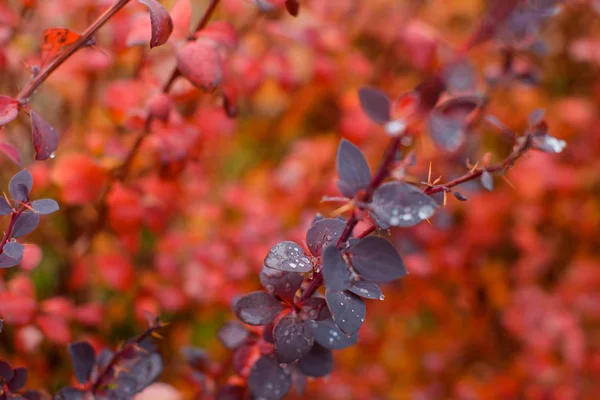 Yağmurdan sonra çiçek açan güller. Büyük gül tomurcukları. Bitkinin yaprakları doku. Yaprakları üzerinde yağmur damlaları. Bitkiler doğada. Çalılar gül ile.