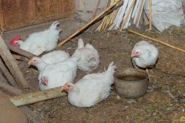 Damızlık tavuk ev. Kümes hayvanları. Tavuk döken. Tavuk besleyici. İnşaat ahşap panoları. Horoz ve tavuk beyaz. Yerde oturan tavuk. Kuru saman.