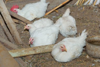 Damızlık tavuk ev. Kümes hayvanları. Tavuk döken. Tavuk besleyici. İnşaat ahşap panoları. Horoz ve tavuk beyaz. Yerde oturan tavuk. Kuru saman.