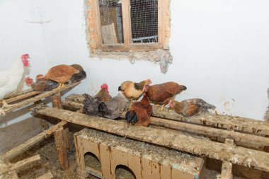 Damızlık tavuk ev. Kümes hayvanları. Tavuk döken. Tavuk besleyici. İnşaat ahşap panoları. Horoz ve tavuk. Tavuk sit ahşap kurullarında.