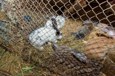 Pet tavşan bir kafeste. Ot obur. Tavşan bir kafeste tutma. Metal ızgara. Tavşan evde tutmak. Açık renk tavşan.