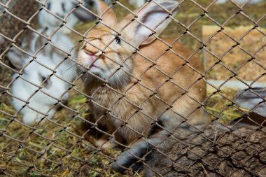 Pet tavşan bir kafeste. Ot obur. Tavşan bir kafeste tutma. Metal ızgara. Tavşan evde tutmak. Açık renk tavşan.