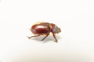 Kahverengi beetle. Kadın gergedan böceği. Bir böcek anatomisi. Beyaz arka plan üzerinde böcek. Kırmızı-kahverengi böceği büyük bir gövdeye sahip. Elytra dikdörtgen. Böcek büyük bacaklar.