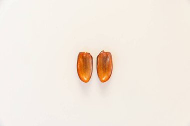 Bir böcek anatomisi. Elytra ve böcek bacaklar. Kadın gergedan böceği. Beyaz arka plan üzerinde böcek. Kırmızı-kahverengi böceği büyük bir gövdeye sahip. Büyük böcek bacaklar.