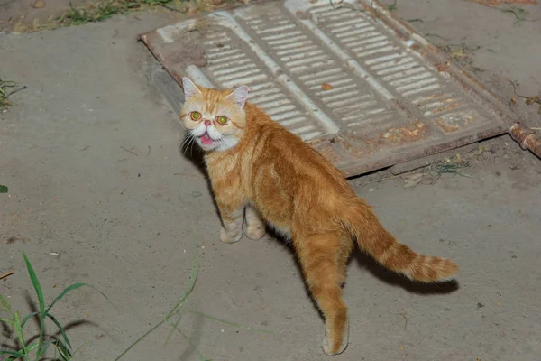 这只猫是红色的 晚上猫在院子里走 异国情调的短片 动物的视线 在散步的猫 — 图库照片