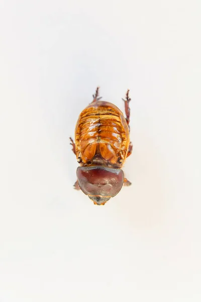 昆虫の解剖学 カミキリムシ科甲虫手足 女性の Rhino カブトムシ 白い背景の上のカブトムシします 巨大な体と赤茶色のカブトムシ 大きな昆虫の足 — ストック写真