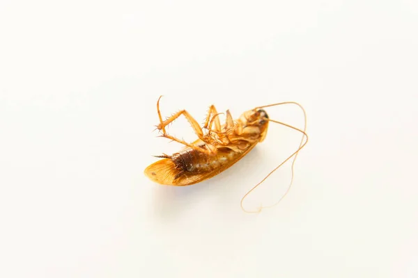 Dode Cockroach Witte Achtergrond Bruin Kakkerlak Insect Parasiet Insect Met — Stockfoto