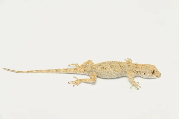 白色背景上的蜥蜴 米色蜥蜴蜥蜴皮肤纹理 爬行动物 陆生脊椎动物 蜥蜴的解剖 身体建设 — 图库照片