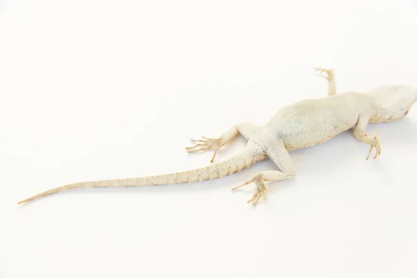 Lagarto Sobre Fundo Branco Lagarto Bege Que Está Deitado Costas — Fotografia de Stock