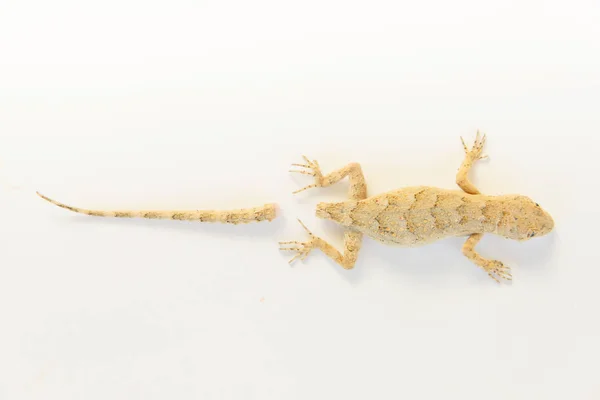 Lizard White Background Beige Lizard Tail Reaction Self Defense Animal — Stock Photo, Image