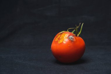 Siyah bir arka planda şımarık domates. Kalıp ile domates. Domates hastalığı. Sebzelerin uygunsuz depolanması.