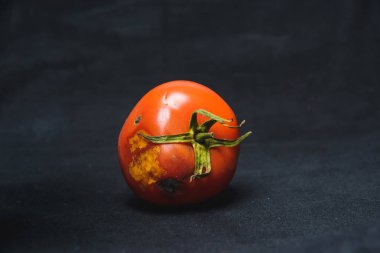 Siyah bir arka planda şımarık domates. Kalıp ile domates. Domates hastalığı. Sebzelerin uygunsuz depolanması.