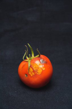 Siyah bir arka planda şımarık domates. Kalıp ile domates. Domates hastalığı. Sebzelerin uygunsuz depolanması.