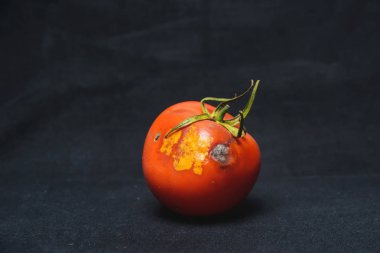 Siyah bir arka planda şımarık domates. Kalıp ile domates. Domates hastalığı. Sebzelerin uygunsuz depolanması.