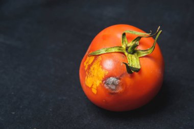 Siyah bir arka planda şımarık domates. Kalıp ile domates. Domates hastalığı. Sebzelerin uygunsuz depolanması.