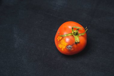Siyah bir arka planda şımarık domates. Kalıp ile domates. Domates hastalığı. Sebzelerin uygunsuz depolanması.