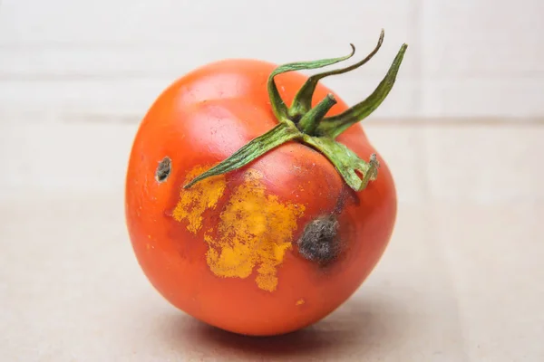 Verdorbene Tomate Auf Papphintergrund Tomate Mit Schimmel Tomatenkrankheit Unsachgemäße Lagerung — Stockfoto