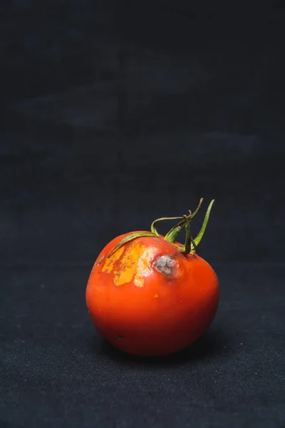 Zepsuty Pomidor Czarnym Tle Pomidor Pleśni Choroba Pomidora Niewłaściwe Przechowywanie — Zdjęcie stockowe