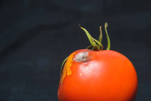 Verdorbene Tomate Auf Schwarzem Hintergrund Tomate Mit Schimmel Tomatenkrankheit Unsachgemäße — Stockfoto