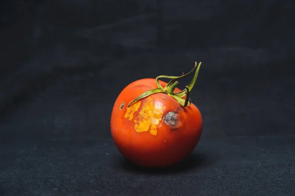 Spoiled tomato on a black background. Tomato with mold. Tomato disease. Improper storage of vegetables.