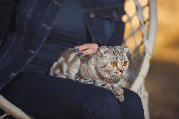 Britská Kočka Sedí Dívce Proutěný Křeslo Zvířátko Odpočívá Žluté Oko — Stock fotografie