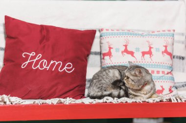 Noel iç. İngiliz kedi kırmızı bir bankta yatıyor. Beyaz battaniye. Geyik ile yastık. Evcil hayvan dinleniyor. Kırmızı yastık.